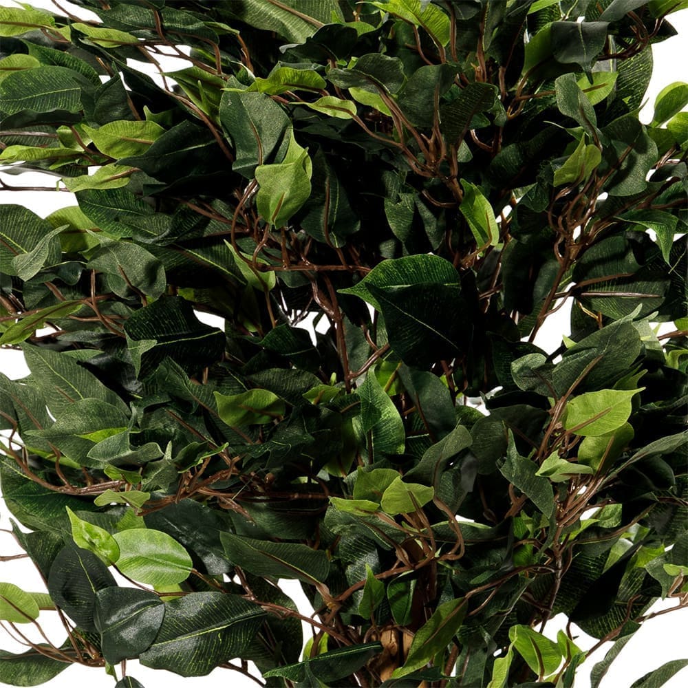 (P23019090) Banyan Tree 90cm Close Up