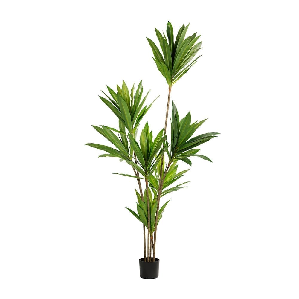 (P240809QS197) Corn Plant 197cm