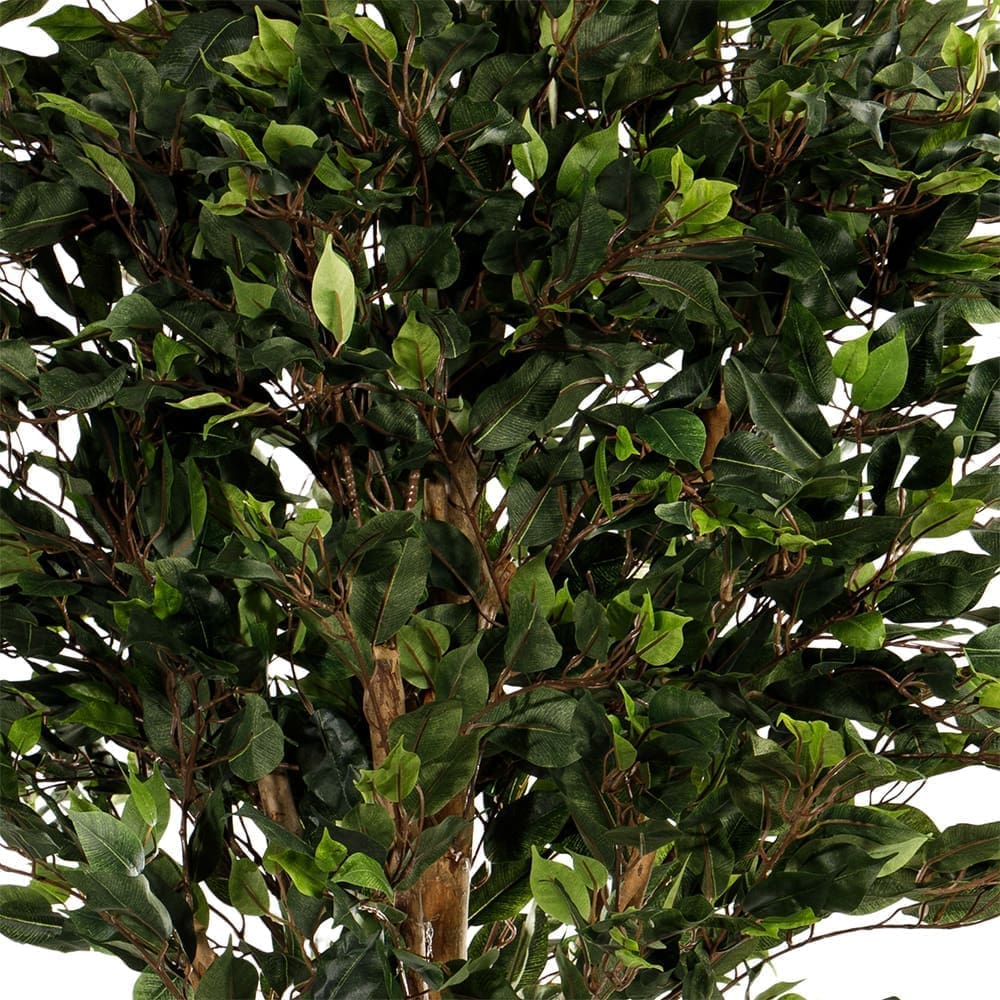 ZG167982814 Banyan 223cm Close Up