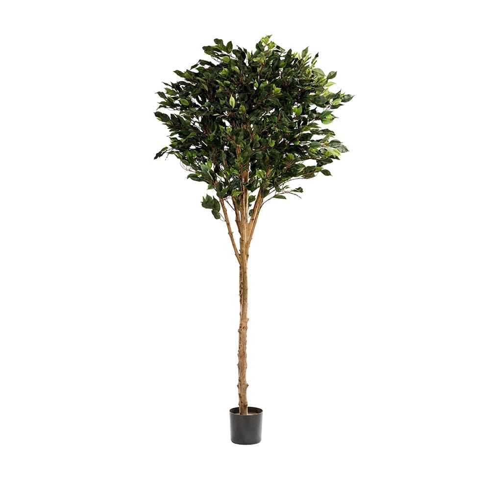 ZG167982814 Banyan 223cm